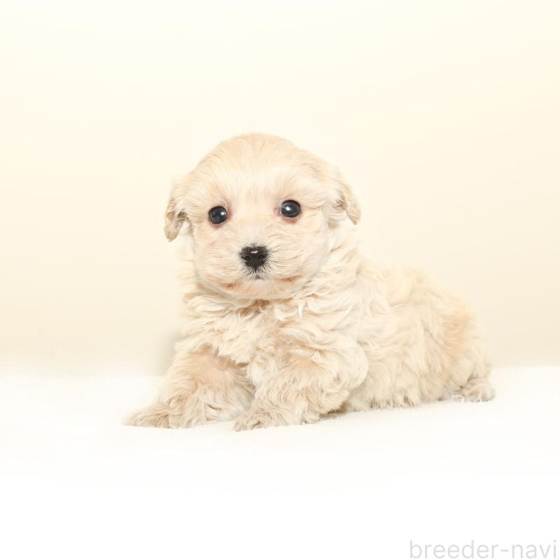 販売中の熊本県のマルプー:マルチーズ×トイプードル-441462の3枚目