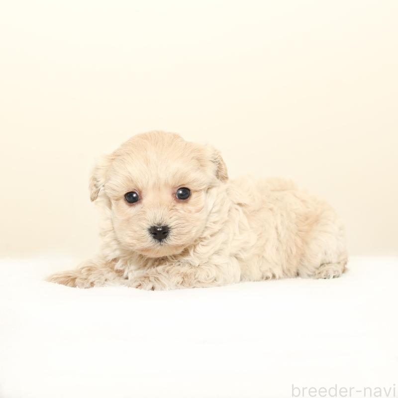 販売中の熊本県のマルプー:マルチーズ×トイプードル-441462の2枚目