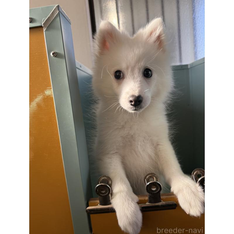 販売中の静岡県の日本スピッツ-425867の8枚目