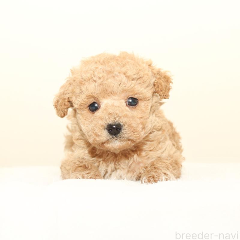 販売中の熊本県のマルプー:マルチーズ×トイプードル-441463の1枚目