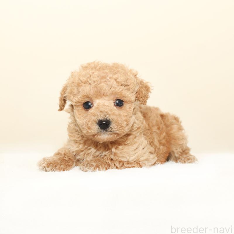 販売中の熊本県のマルプー:マルチーズ×トイプードル-441463の3枚目