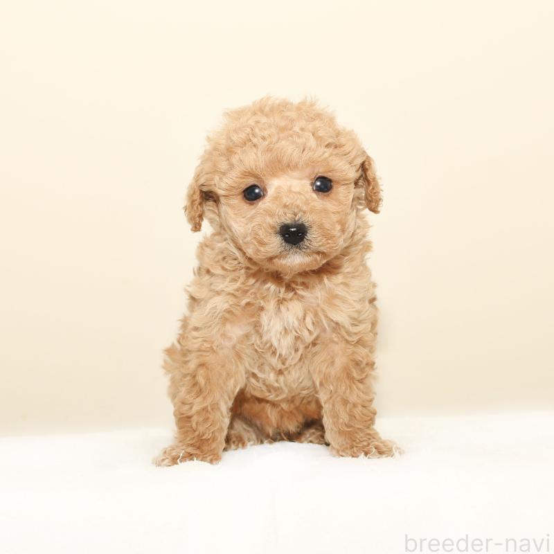 販売中の熊本県のマルプー:マルチーズ×トイプードル-441463の2枚目