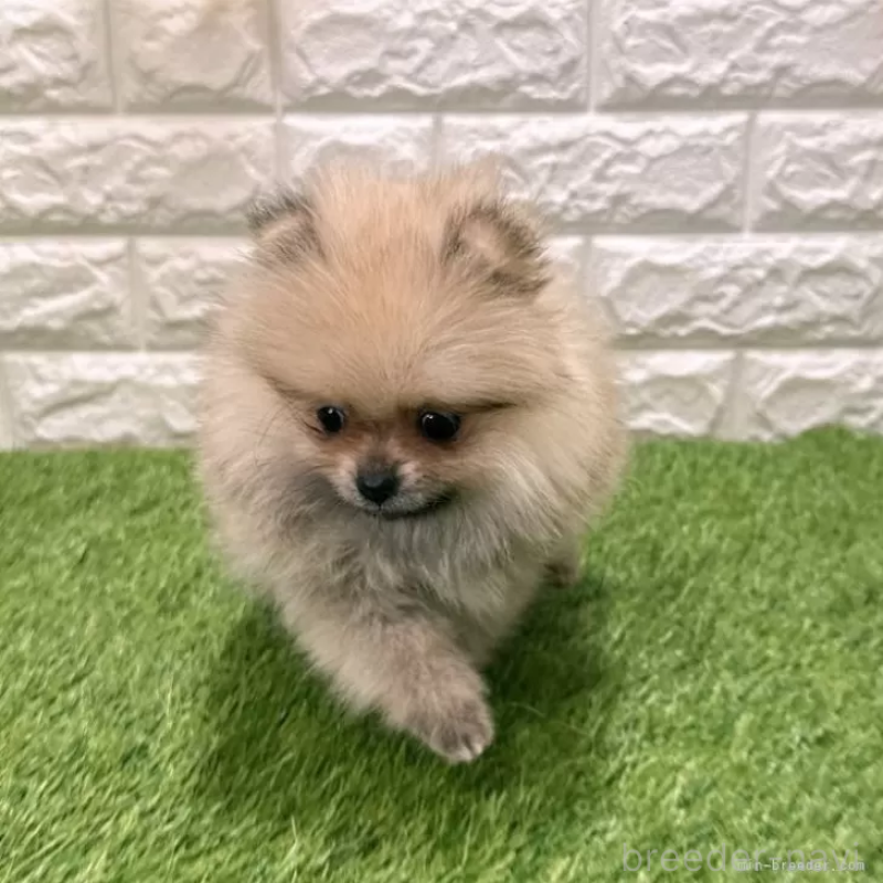 販売中の愛知県のポメラニアン-434458