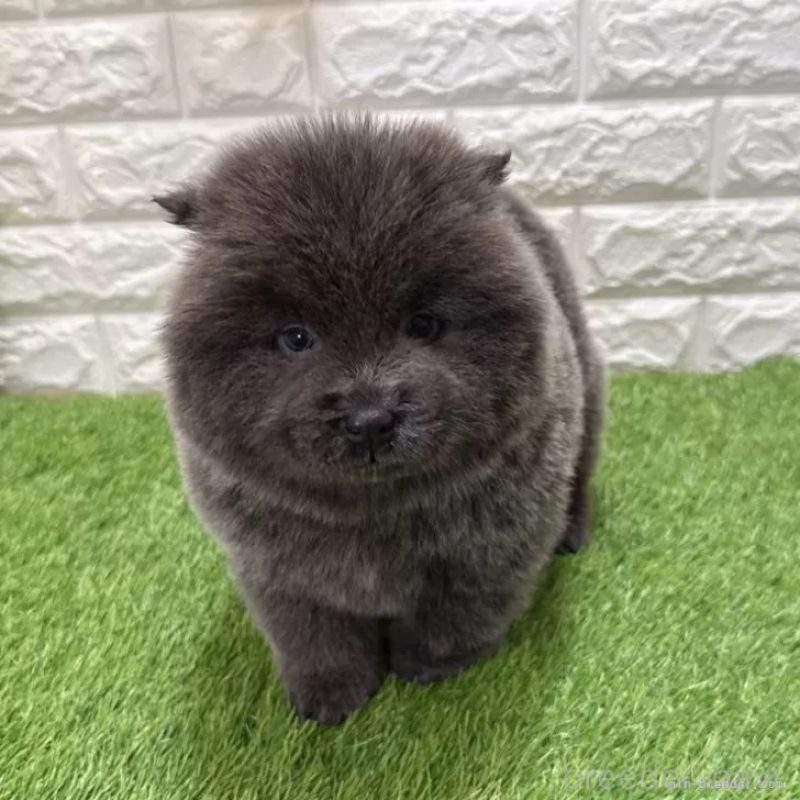 販売中の愛知県のチャウチャウ-436966