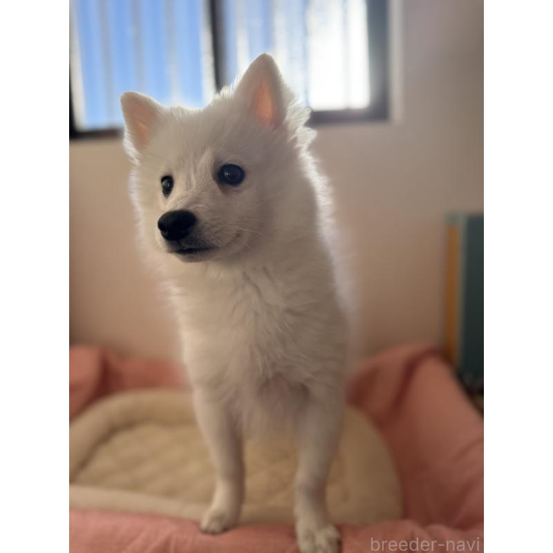 販売中の静岡県の日本スピッツ-431330の2枚目