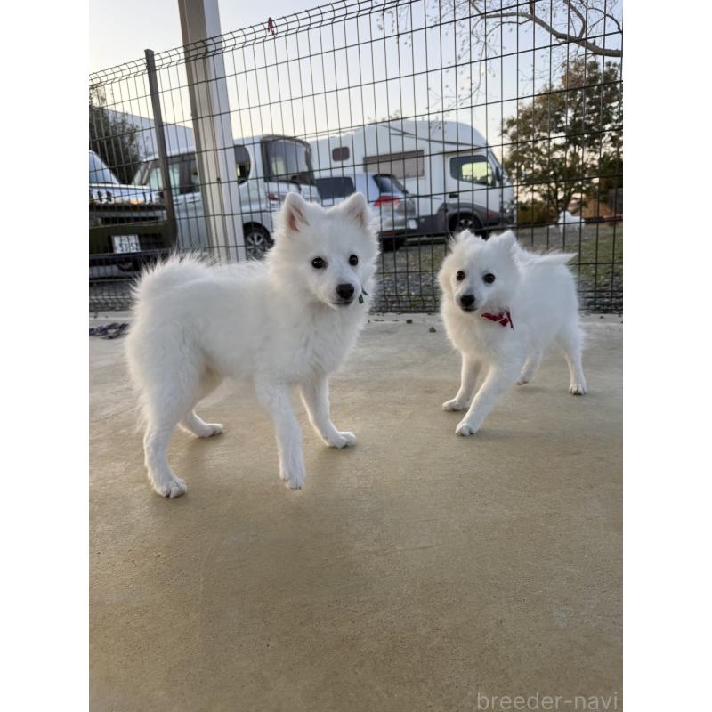 販売中の静岡県の日本スピッツ-424653の7枚目