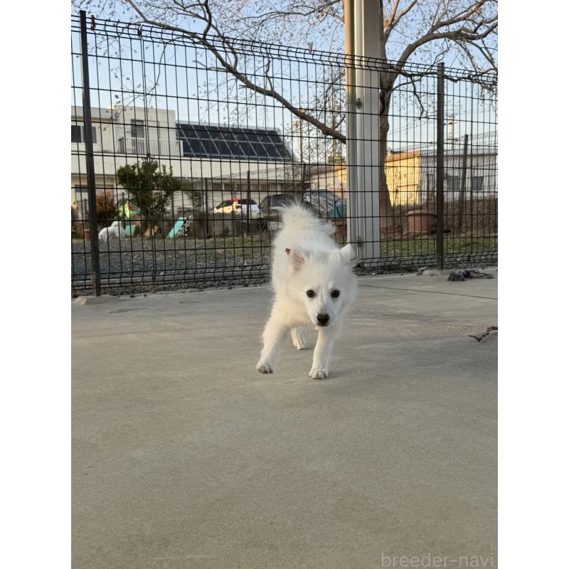 販売中の静岡県の日本スピッツ-424653の6枚目