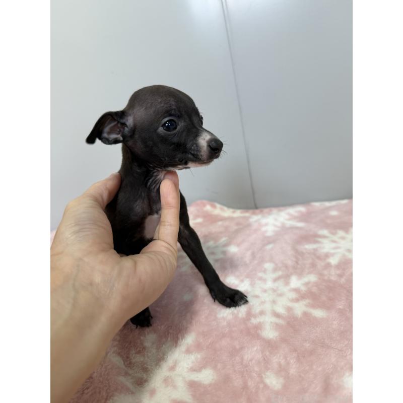 成約済の佐賀県のイタリアングレーハウンド(イタグレ)-437057の6枚目