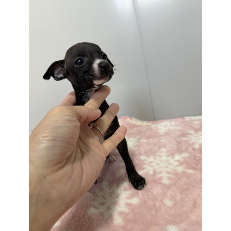 成約済の佐賀県のイタリアングレーハウンド(イタグレ)-437057の5枚目