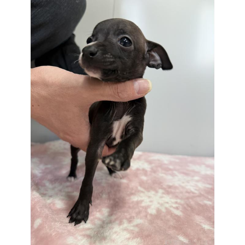 成約済の佐賀県のイタリアングレーハウンド(イタグレ)-437057の3枚目