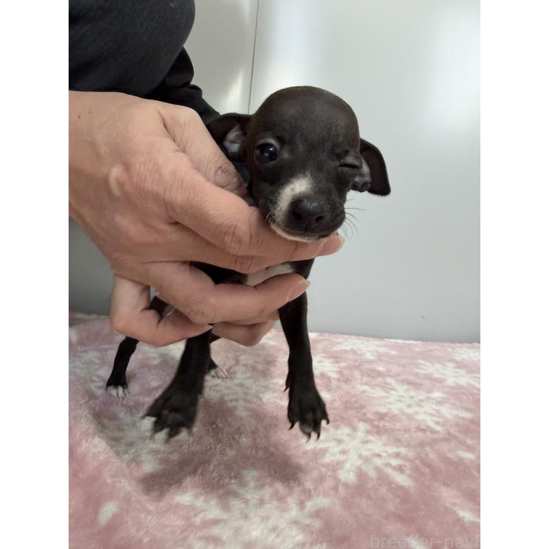 成約済の佐賀県のイタリアングレーハウンド(イタグレ)-437057の2枚目