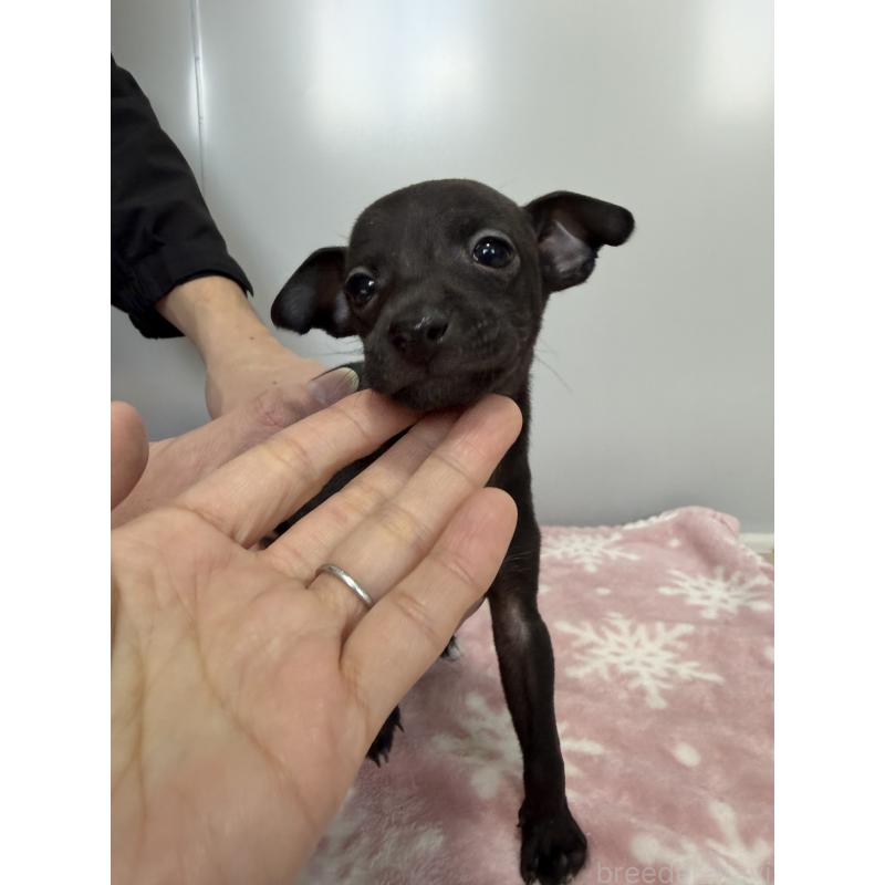 成約済の佐賀県のイタリアングレーハウンド(イタグレ)-437058の3枚目