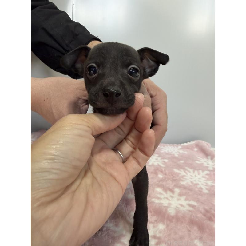 成約済の佐賀県のイタリアングレーハウンド(イタグレ)-437058の2枚目