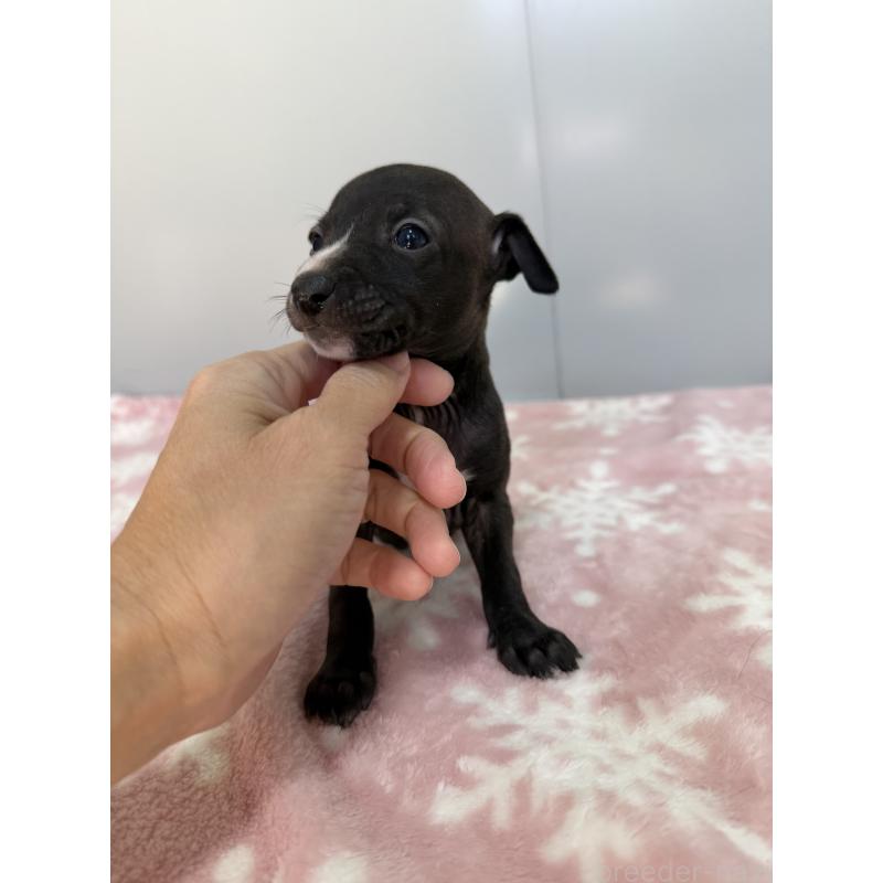 販売中の佐賀県のイタリアングレーハウンド(イタグレ)-437068の3枚目