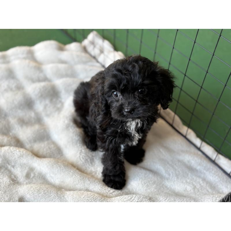 販売中の東京都のキャバプー:キャバリア×トイプードル-434089の9枚目