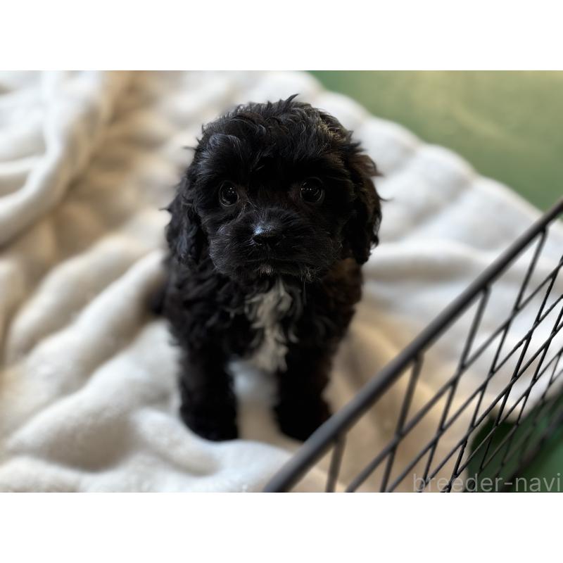 販売中の東京都のキャバプー:キャバリア×トイプードル-434089の7枚目