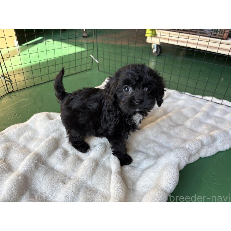 販売中の東京都のキャバプー:キャバリア×トイプードル-434089の6枚目