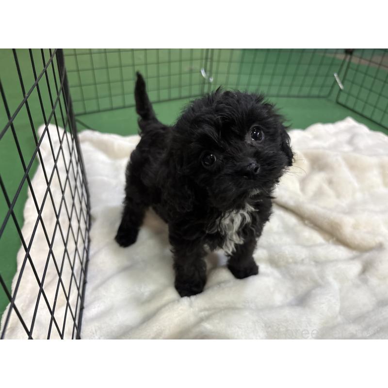 販売中の東京都のキャバプー:キャバリア×トイプードル-434089の5枚目