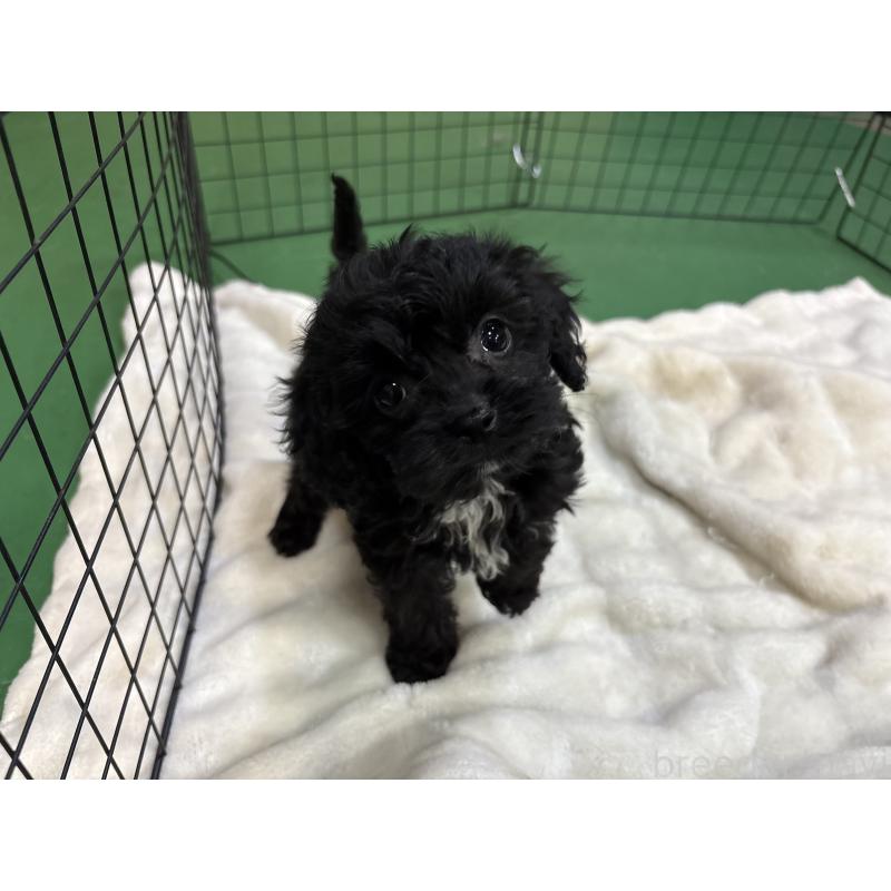 販売中の東京都のキャバプー:キャバリア×トイプードル-434089の4枚目