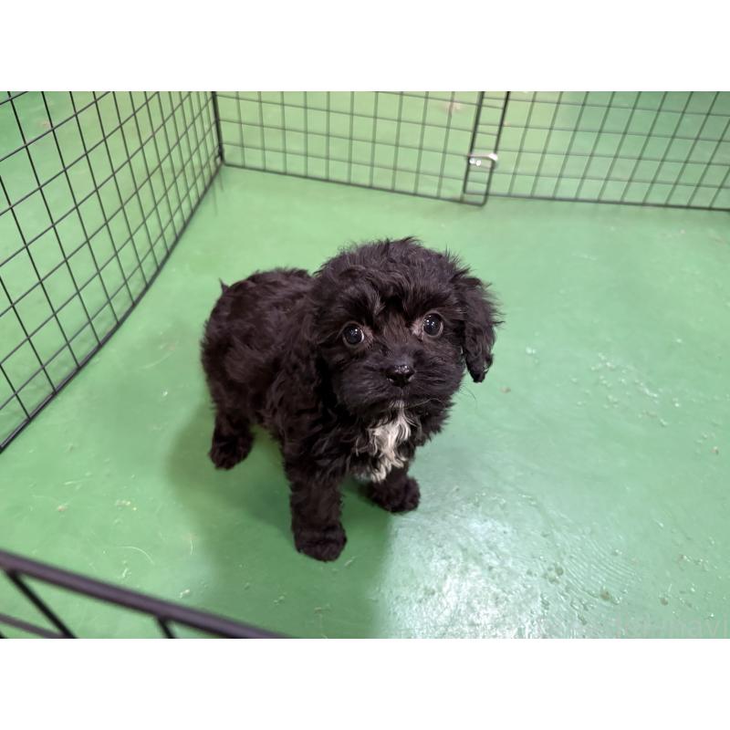 販売中の東京都のキャバプー:キャバリア×トイプードル-434089の3枚目