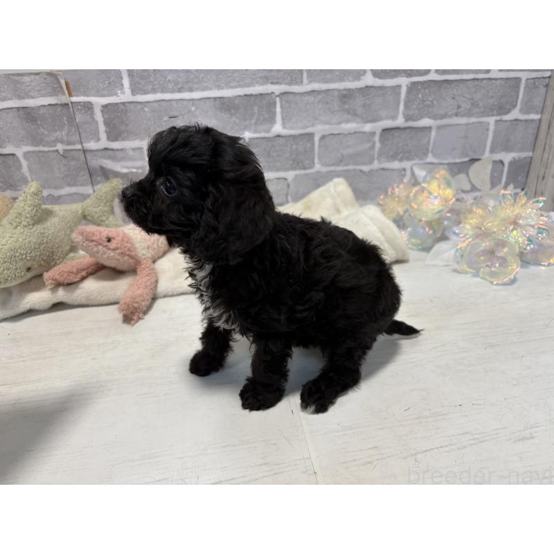 販売中の東京都のキャバプー:キャバリア×トイプードル-434089の2枚目