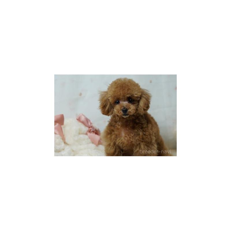 販売中の兵庫県のタイニープードル-422368の4枚目