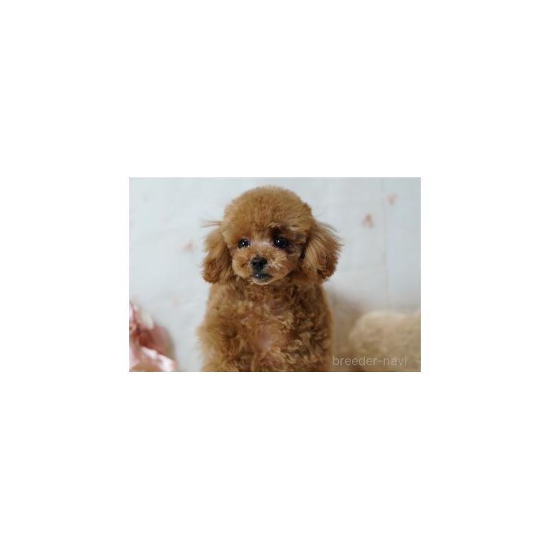 販売中の兵庫県のタイニープードル-422368の2枚目