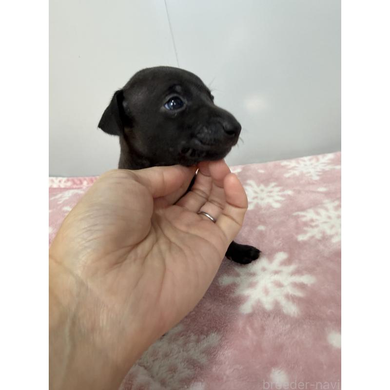 成約済の佐賀県のイタリアングレーハウンド(イタグレ)-437064の4枚目