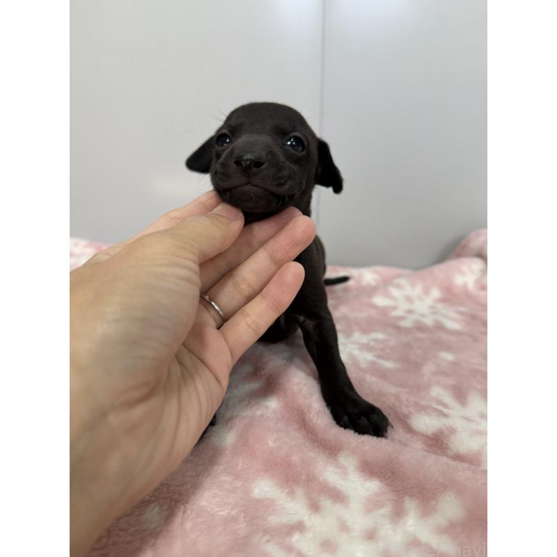 成約済の佐賀県のイタリアングレーハウンド(イタグレ)-437064の3枚目