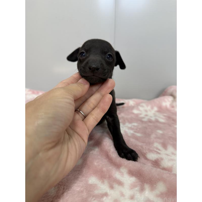 成約済の佐賀県のイタリアングレーハウンド(イタグレ)-437064の2枚目