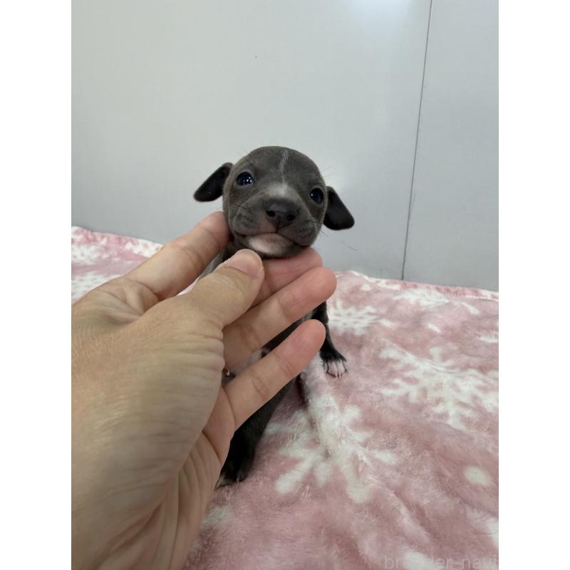 成約済の佐賀県のイタリアングレーハウンド(イタグレ)-437072の2枚目