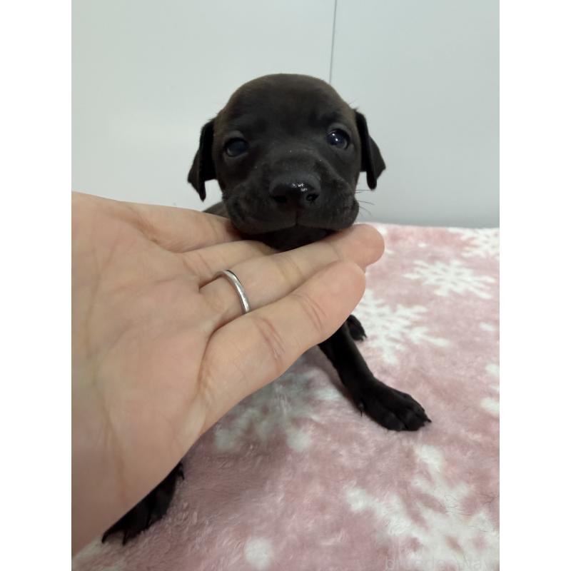 販売中の佐賀県のイタリアングレーハウンド(イタグレ)-437074の4枚目