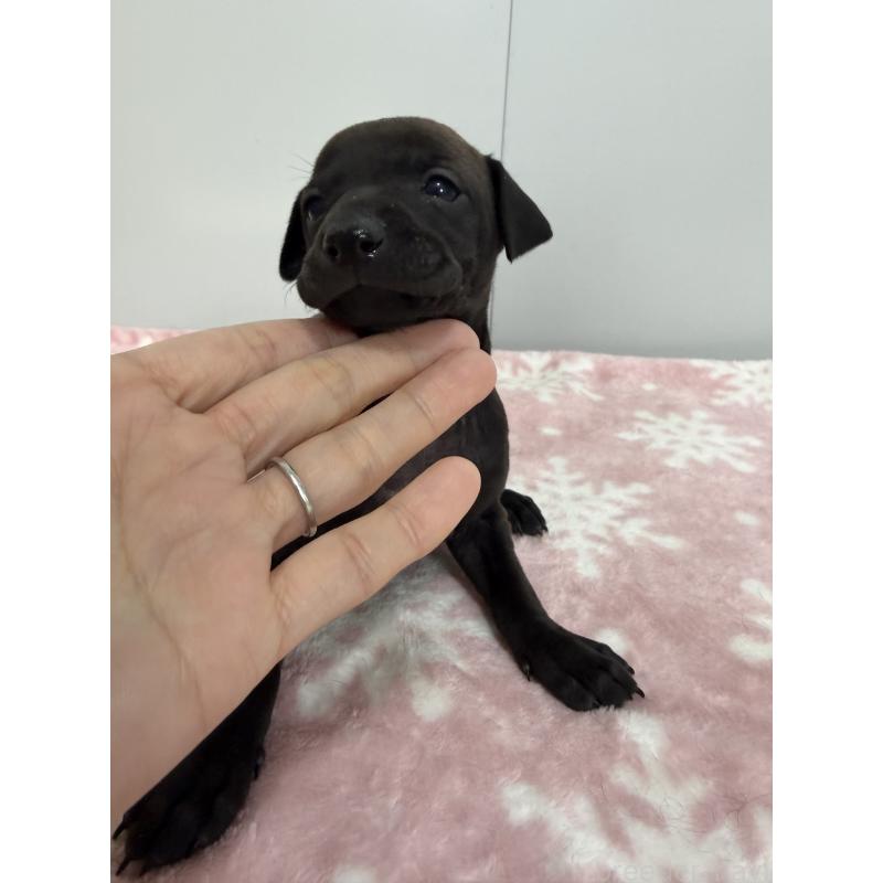 販売中の佐賀県のイタリアングレーハウンド(イタグレ)-437074の3枚目