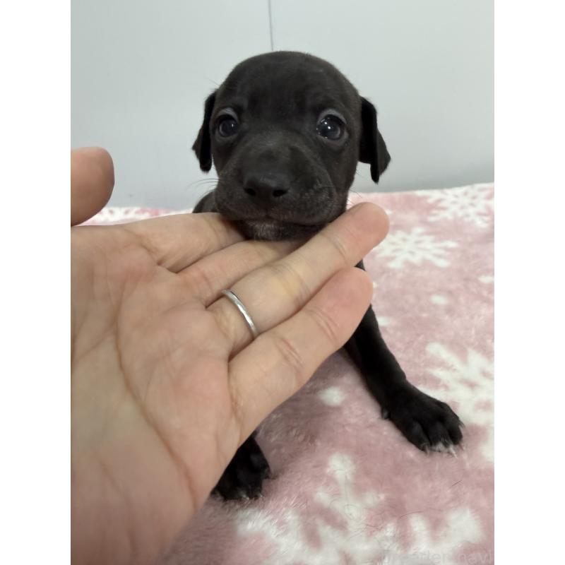 販売中の佐賀県のイタリアングレーハウンド(イタグレ)-437077の4枚目