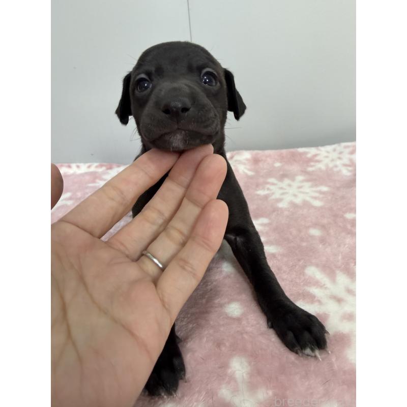 販売中の佐賀県のイタリアングレーハウンド(イタグレ)-437077の3枚目