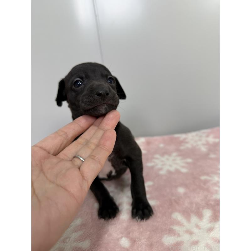 販売中の佐賀県のイタリアングレーハウンド(イタグレ)-437077の2枚目