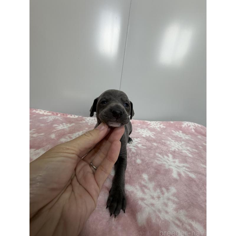 販売中の佐賀県のイタリアングレーハウンド(イタグレ)-437080の5枚目