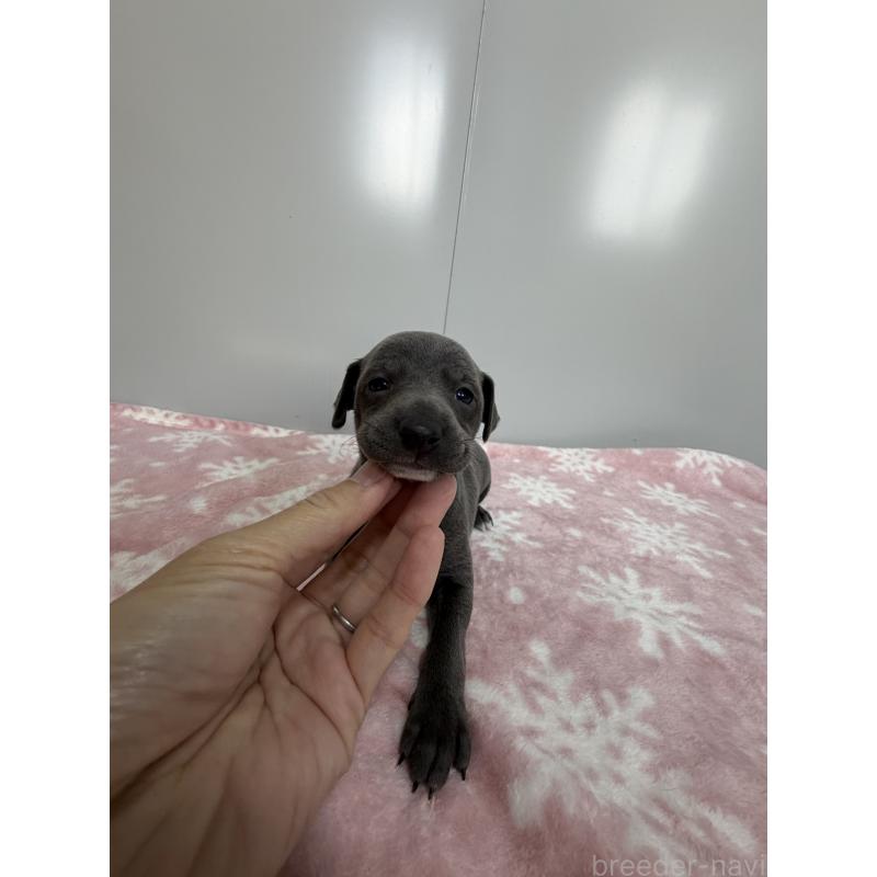 販売中の佐賀県のイタリアングレーハウンド(イタグレ)-437080の4枚目