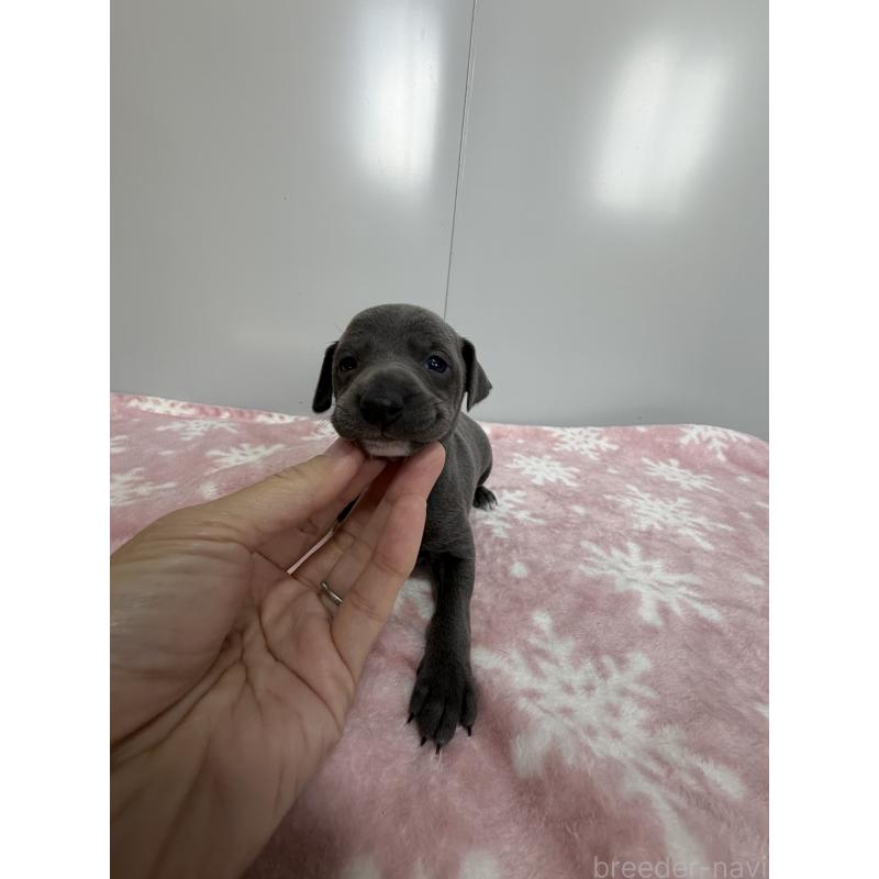 販売中の佐賀県のイタリアングレーハウンド(イタグレ)-437080の3枚目