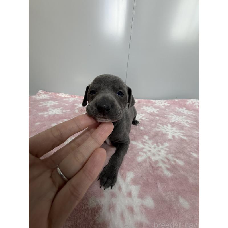 販売中の佐賀県のイタリアングレーハウンド(イタグレ)-437080の2枚目