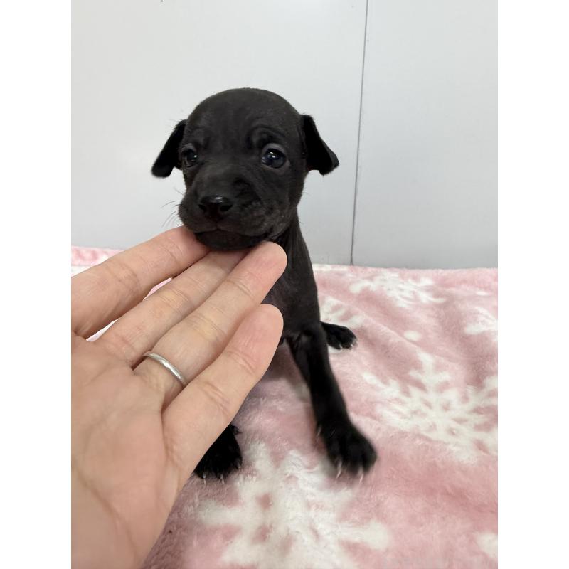 販売中の佐賀県のイタリアングレーハウンド(イタグレ)-437088の6枚目