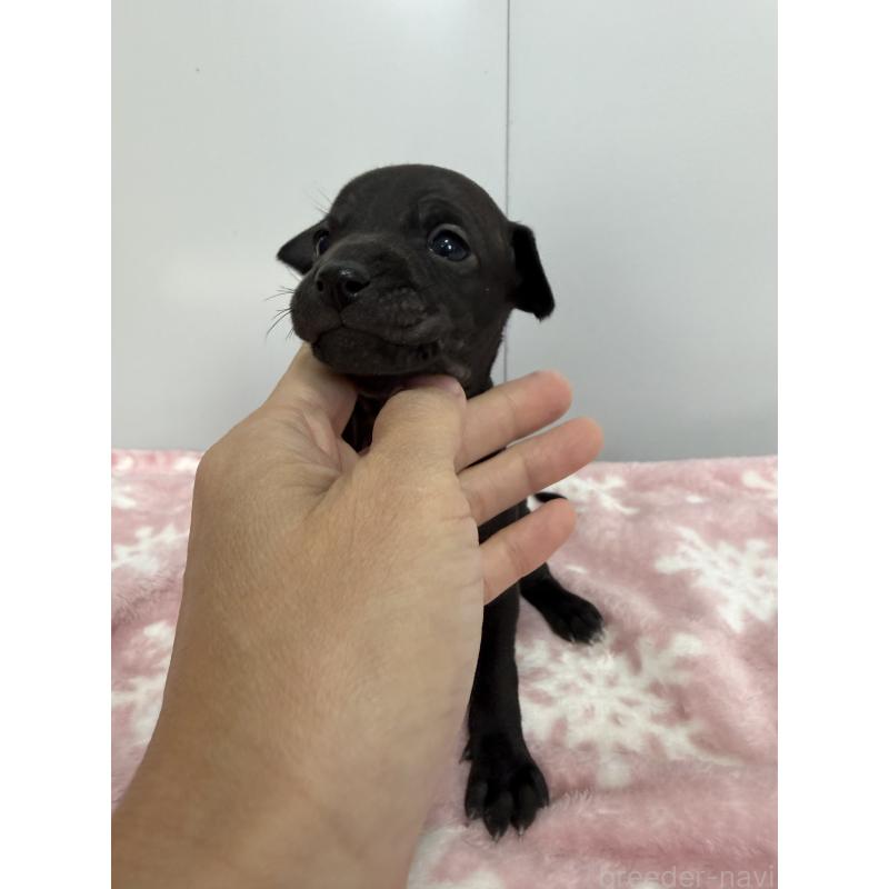 販売中の佐賀県のイタリアングレーハウンド(イタグレ)-437088の4枚目