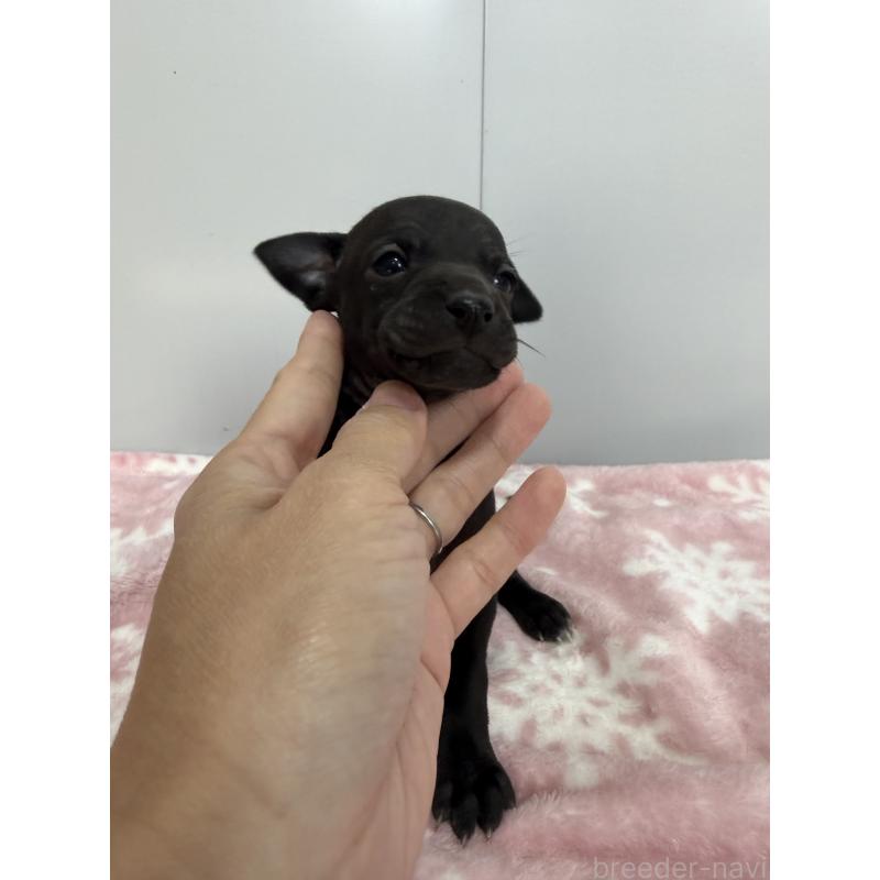 販売中の佐賀県のイタリアングレーハウンド(イタグレ)-437088の3枚目