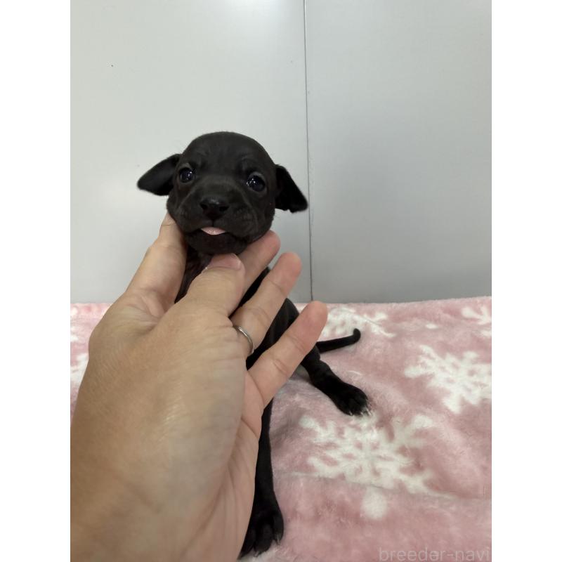 販売中の佐賀県のイタリアングレーハウンド(イタグレ)-437088の2枚目