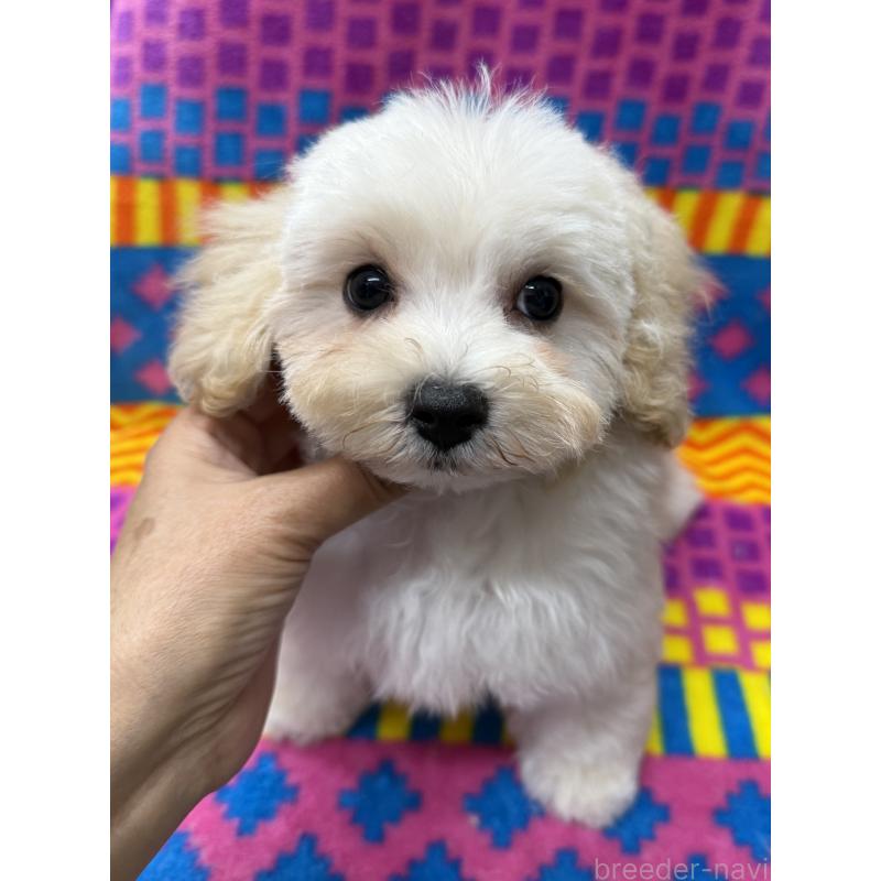 販売中の大阪府のマルプー:マルチーズ×トイプードル-431109
