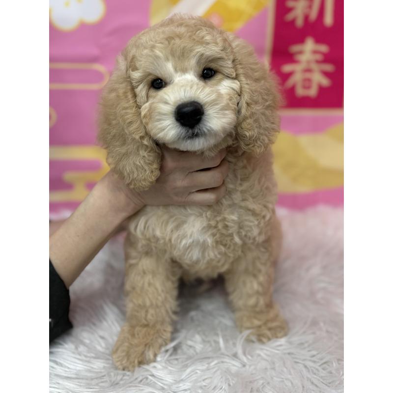 販売中の鹿児島県のミディアムプードル-435329