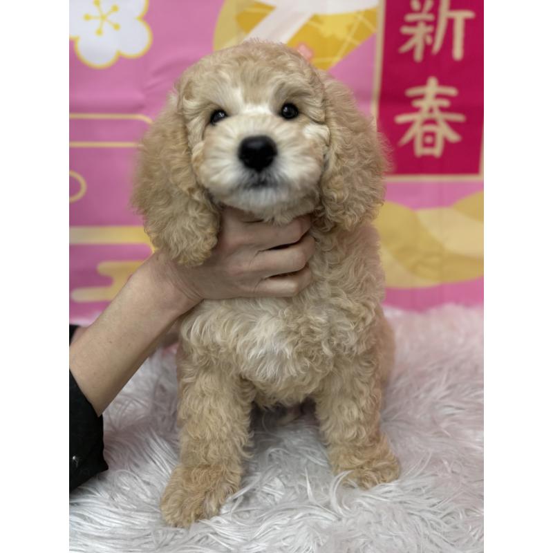 販売中の鹿児島県のミディアムプードル-435329の7枚目