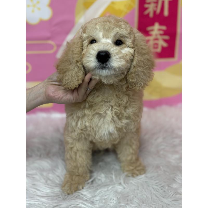 販売中の鹿児島県のミディアムプードル-435329の6枚目