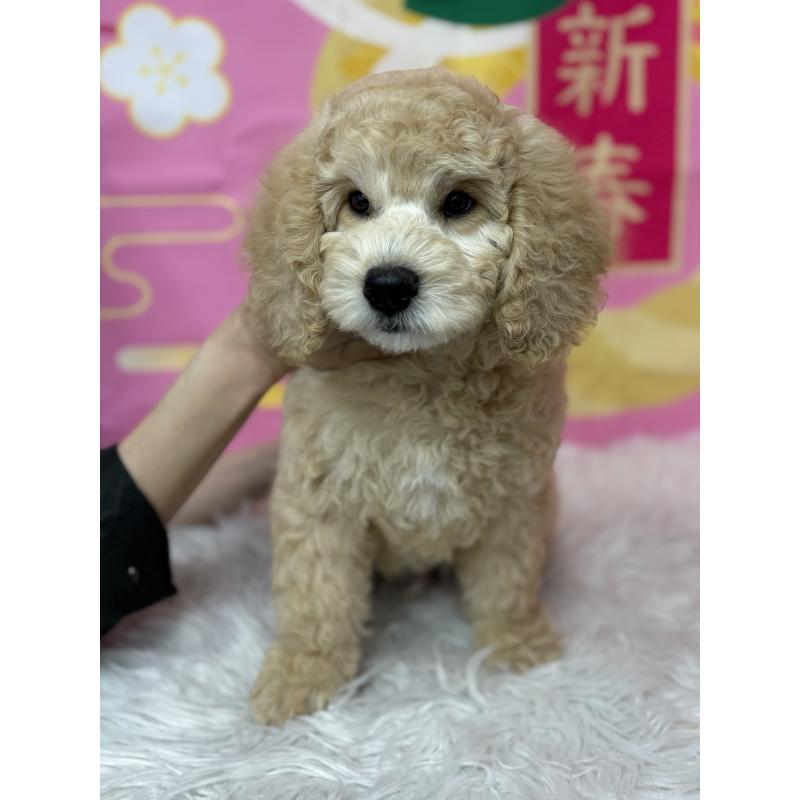 販売中の鹿児島県のミディアムプードル-435329の4枚目