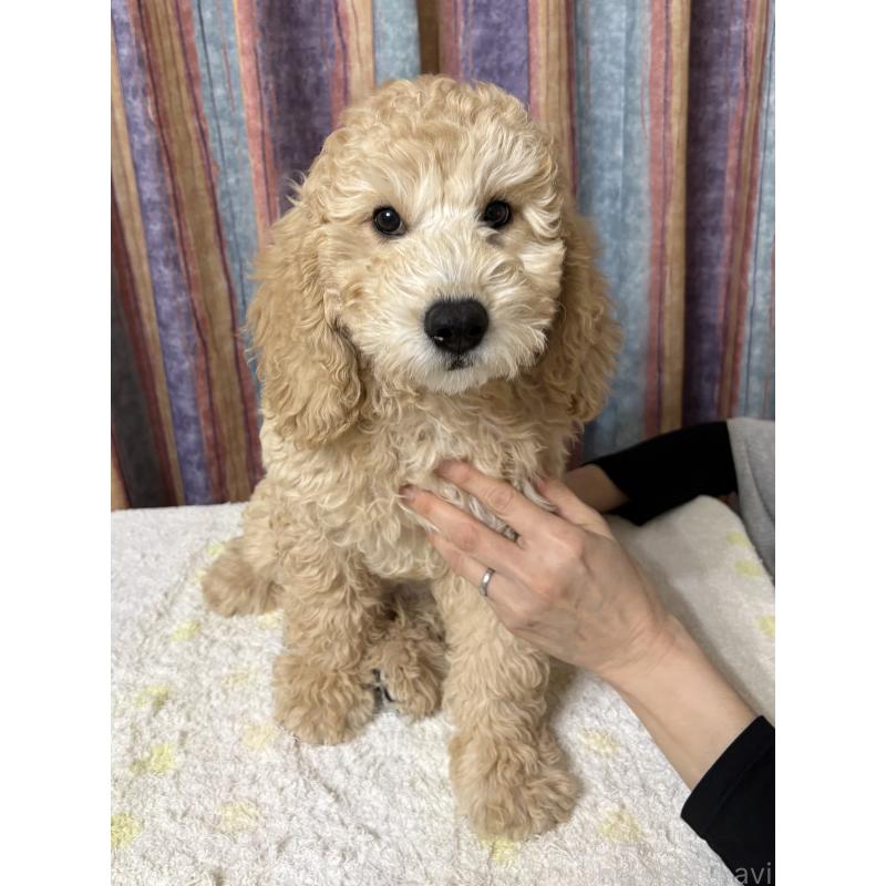 販売中の鹿児島県のミディアムプードル-435329の3枚目